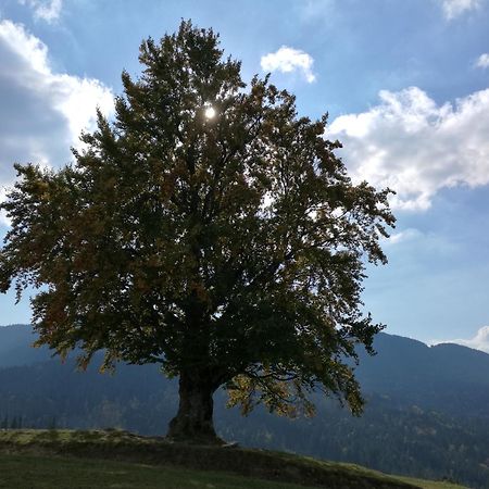 Kam In Otel Krivopol'ye Dış mekan fotoğraf